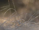 frost-strå i motlys