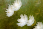 Blomster i bevegelse