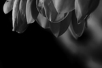 Magnolia.