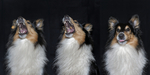Sulten hund