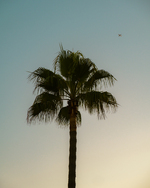 Fly
