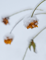lett faller snø